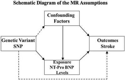 Circulating N-Terminal Probrain Natriuretic Peptide Levels in Relation to Ischemic Stroke and Its Subtypes: A Mendelian Randomization Study